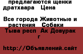 предлагаются щенки дратхаара › Цена ­ 20 000 - Все города Животные и растения » Собаки   . Тыва респ.,Ак-Довурак г.
